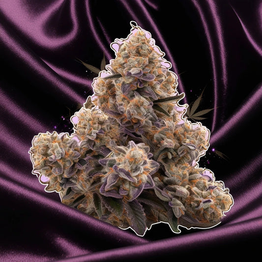 Ultra Violet OG – Die purpurne Pracht