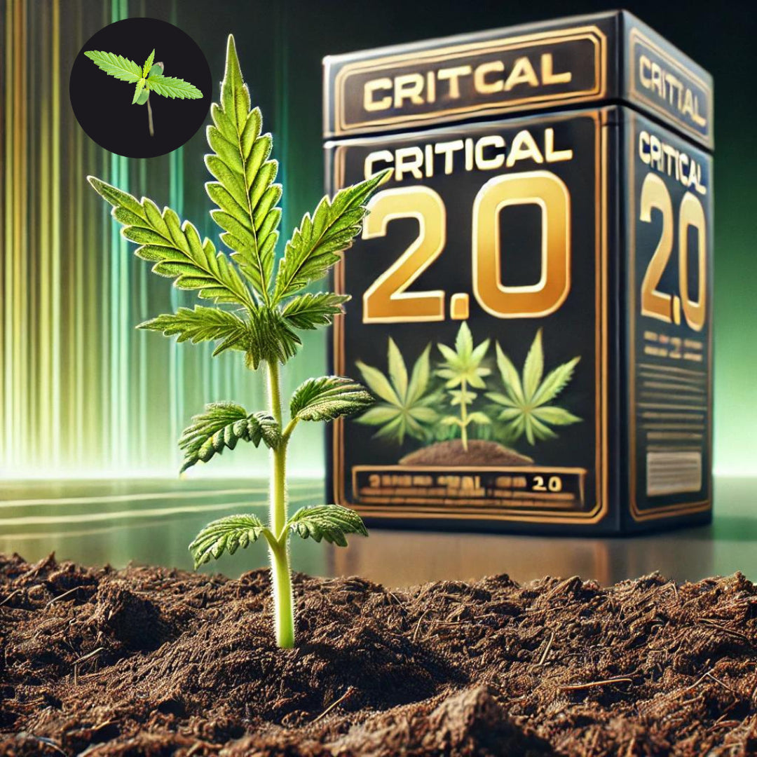 Die neue Generation – Chritical 2.0 Cannabis Sämling, bereit für mehr!