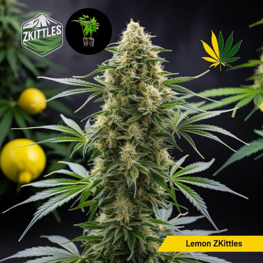 Lemon Zkittles: Der Steckling, der deinen Tag aufhellt – wie Zitronensonne