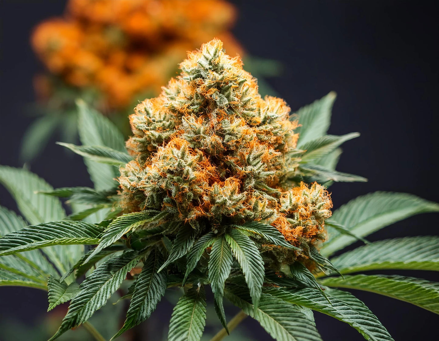 Mimosa x Orange Bud – Die fruchtige Fusion