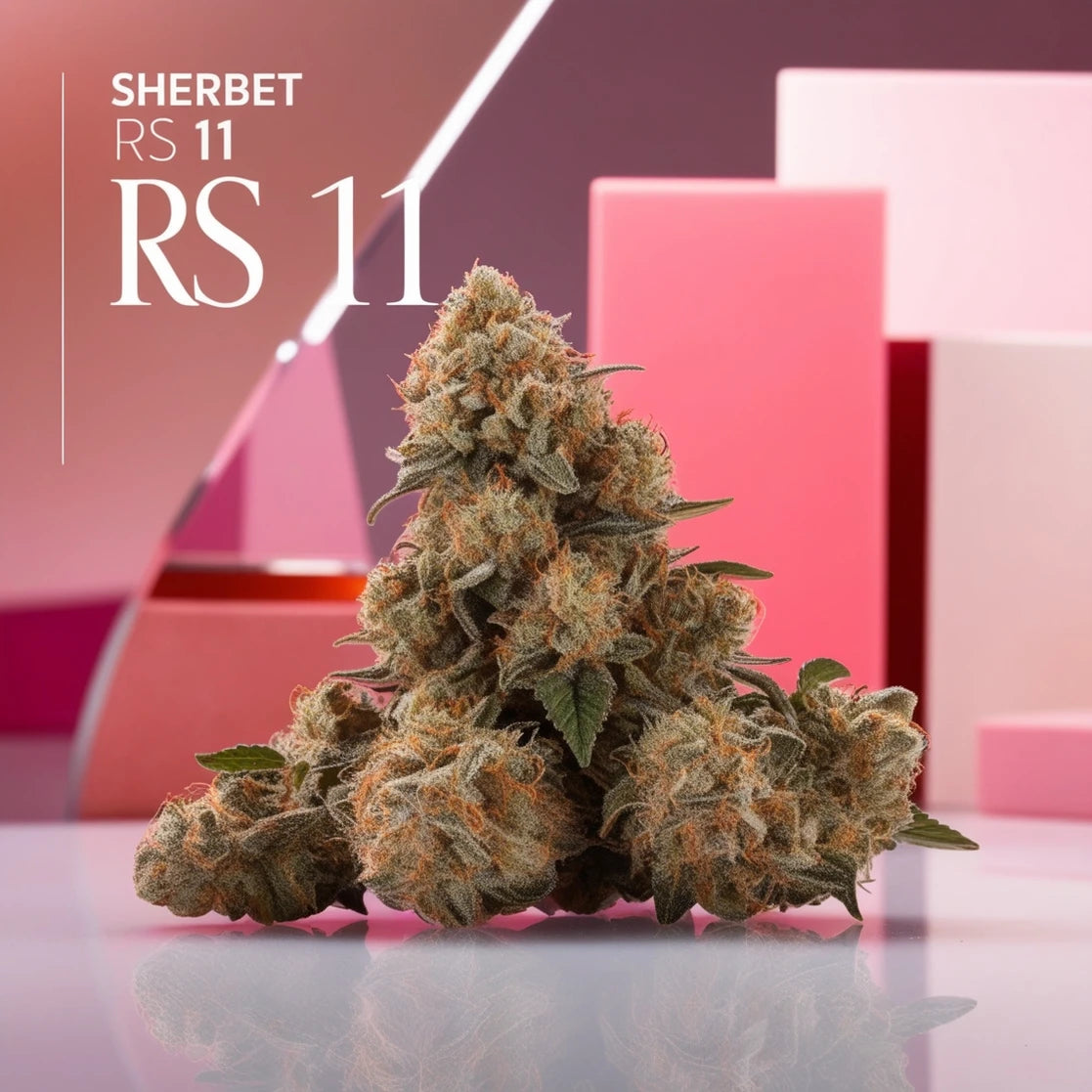 Sherbet RS 11 Autoflower – Süß, frech und unwiderstehlich