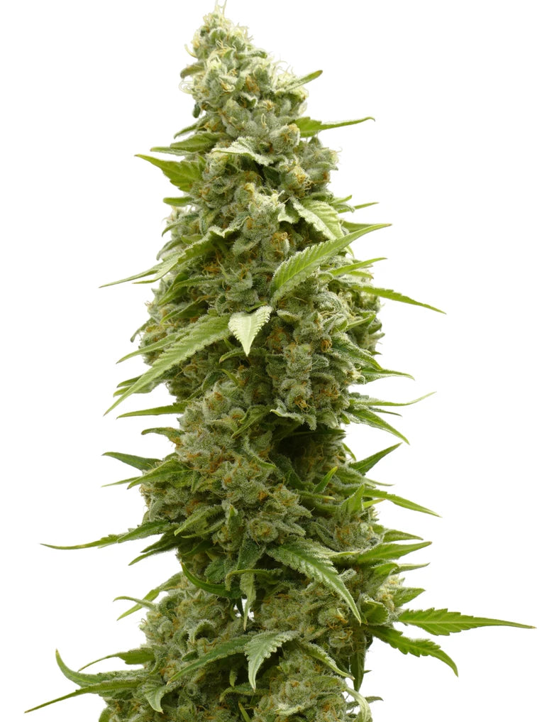 Euphoria Lemon Haze Autoflower bringt’s! : Zitrusfrische im Schnellformat