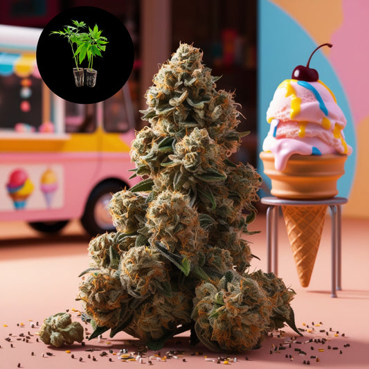 Gelato #45: Süßer Genuss ohne Kalorien