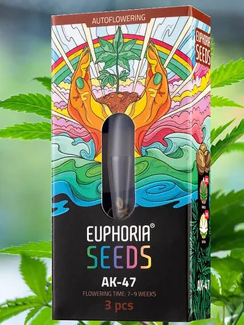 Euphoria White Widow: Frostig wie ein Wintertag, entspannend wie ein Sommerabend