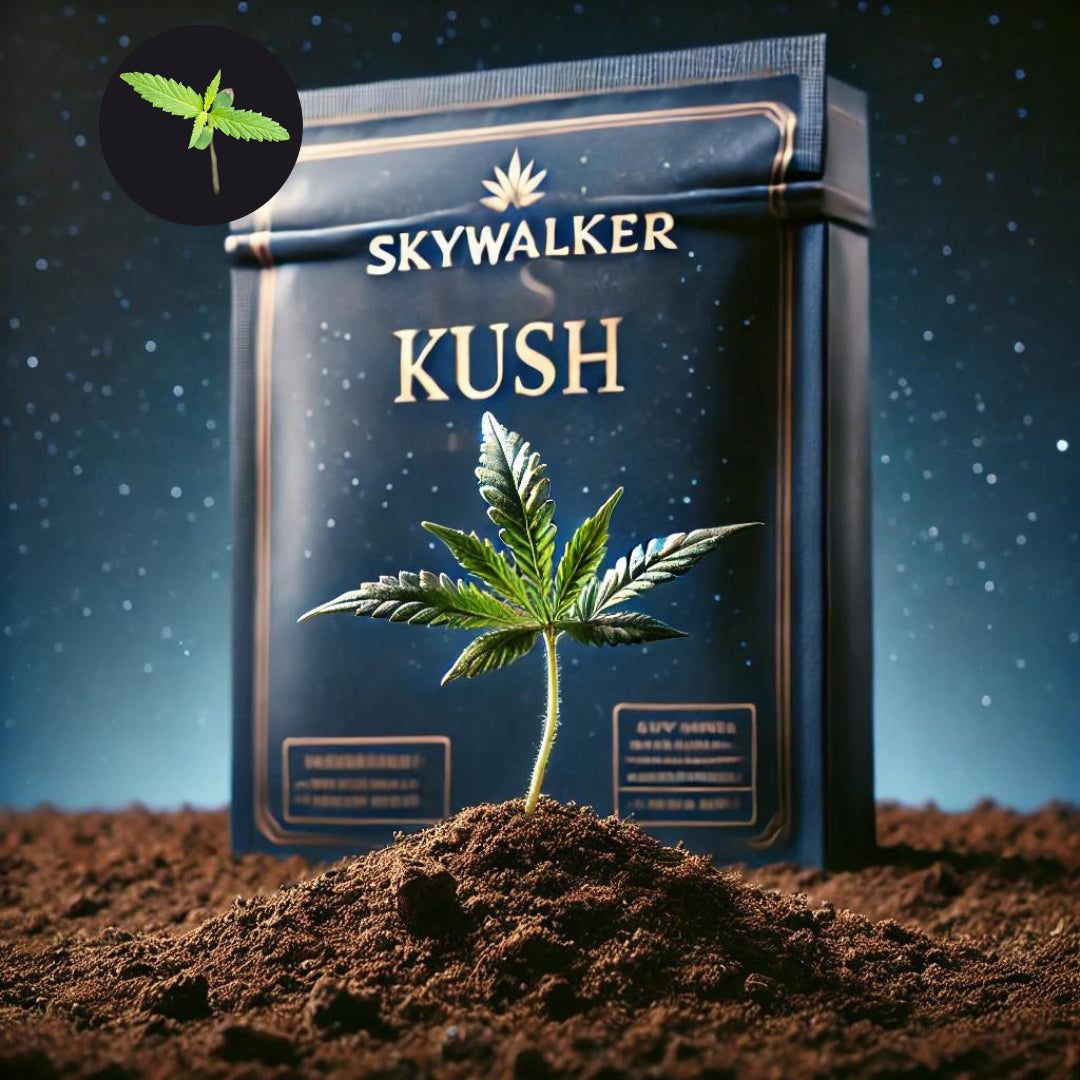 Skywalker Kush Sämling -  Noch kein Jedi, aber bald