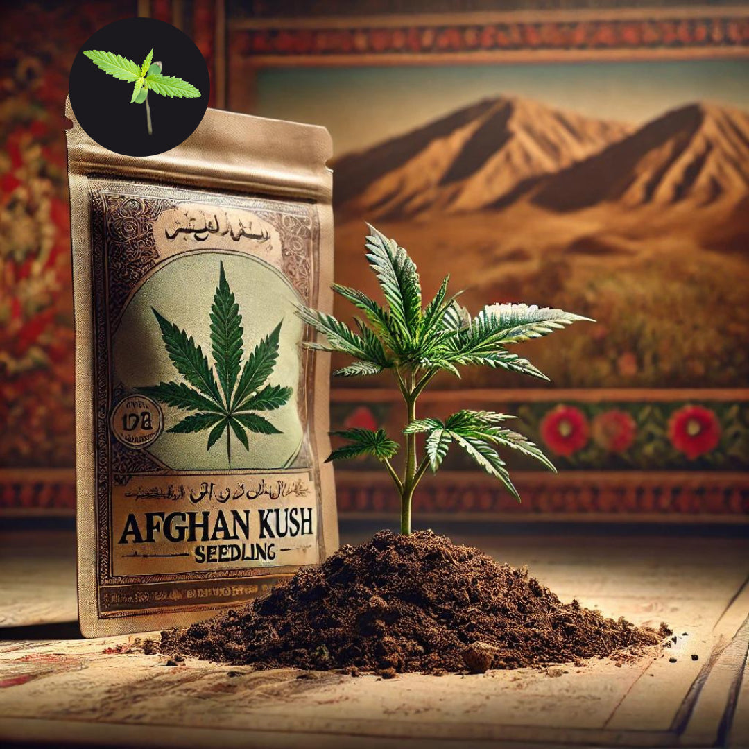 Der kleine Racker mit großen Ambitionen – Afghan Kush Cannabis Sämling