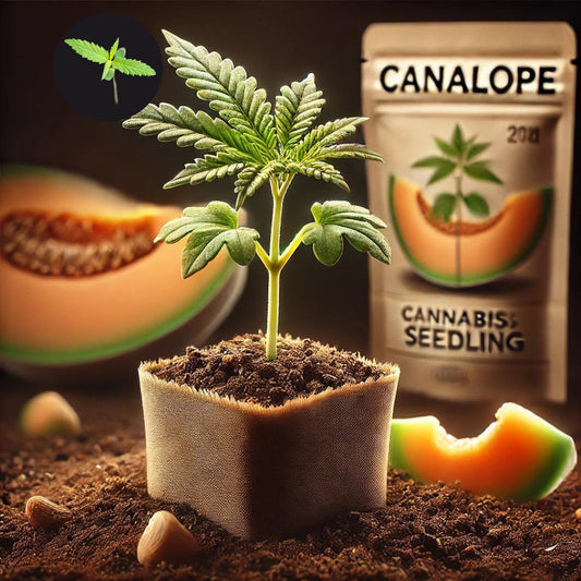 Canalope Haze Sämling - Vom Winzling zum Melonen-Star