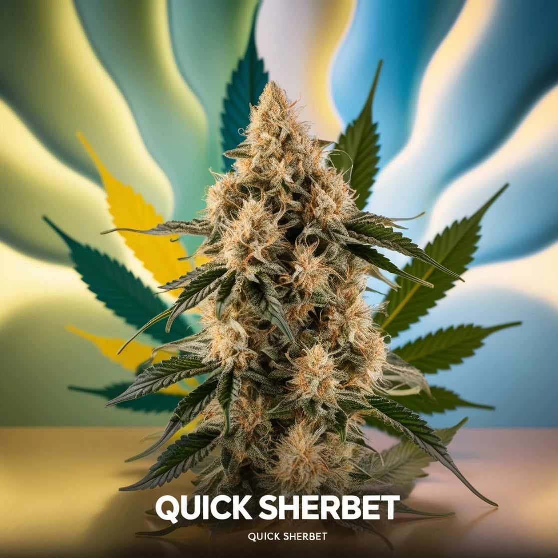 Quick Sherbet Autoflower – Dein schneller Kick für gute Laune