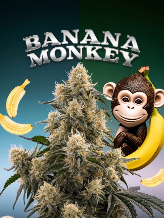 Banana Monkey Autoflower – Tropische Entspannung und Genuss