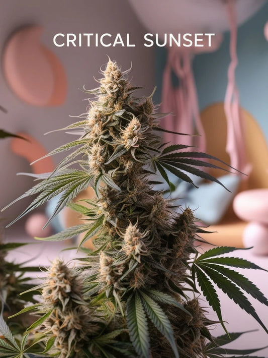 Critical Sunset Autoflower: Lass den Stress verblassen und Farben explodieren