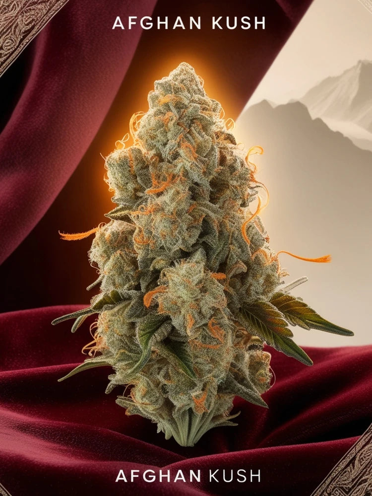 Afghan Kush – Der Klassiker aus dem Herzen des Hindukusch